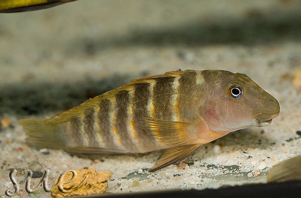 Eretmodus marksmithi 'Cape Mpimbwe'